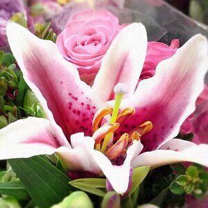Asiatic Lily Rosella’s Dream Pink Flowers Closeup Oil Painting Art Poster Print‎